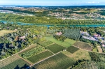 Vigne dans le rhone